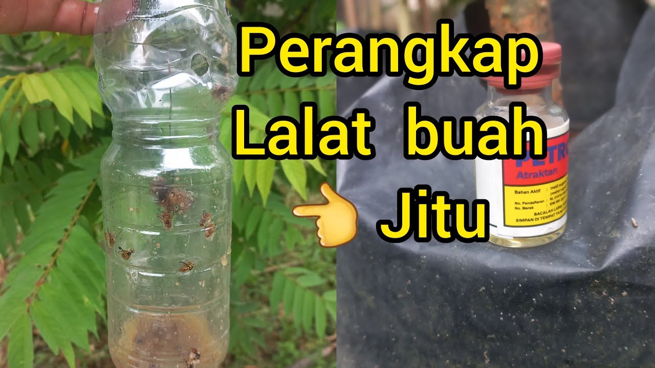 CARA MEMBUAT PERANGKAP LALAT BUAH DENGAN PETROGENOL