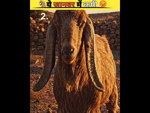 “कौन सा बकरा क़ुर्बानी के लायक नहीं? 😳”