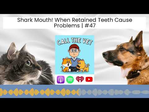 Shark Mouth! When Retained Teeth Cause Problems | #47