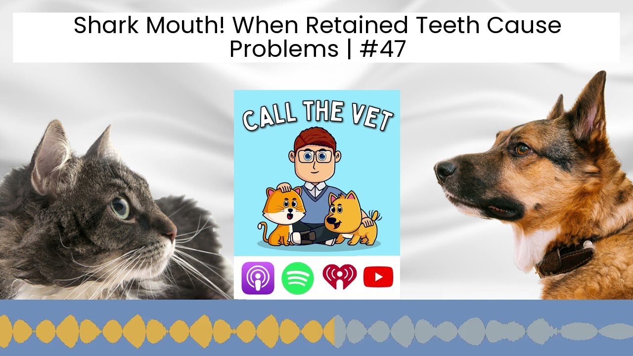 Shark Mouth! When Retained Teeth Cause Problems | #47
