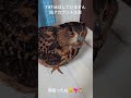 今日のジュニちゃん🦉3個目 #癒し #owl