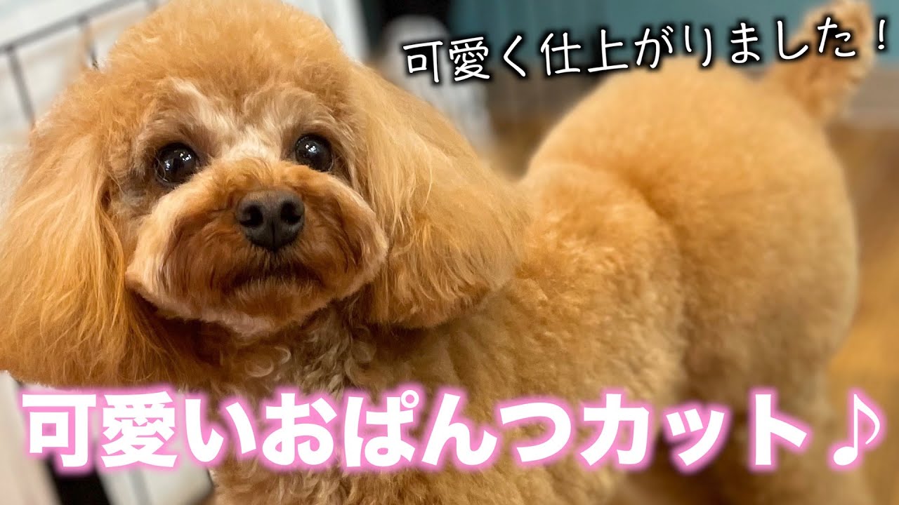可愛い おぱんつカット トイ プードル しおんくん 21年2月8日 月 Youtube