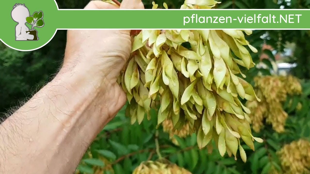 Götterbaum - Unreife Früchte & Problem-Info - 26.06.18 - Bäume (Früchte) bestimmen