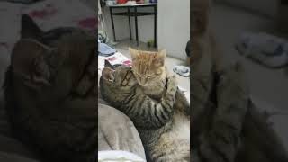 Cute Cat Couple Doing Romance😍😘|#Shorts #Viralshorts