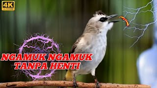 SUARA TRUCUKAN GACOR ROPELAN PANJANG cocok untuk pancingan trucuk bahan