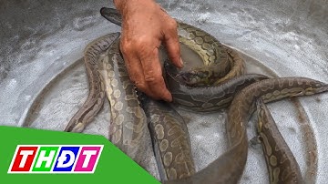 Hiệu quả kinh tế từ mô hình nuôi cá chạch lấu ở huyện Cao Lãnh, Đồng Tháp | THDT