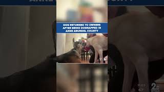 Dog returned to owners after being dognapped #news #shortvideo #update #shorts