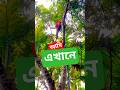 নিজের হাতে তেজপাতা পাড়লাম গাছে উঠে! | Village Life Moments | wanders with Mahadi