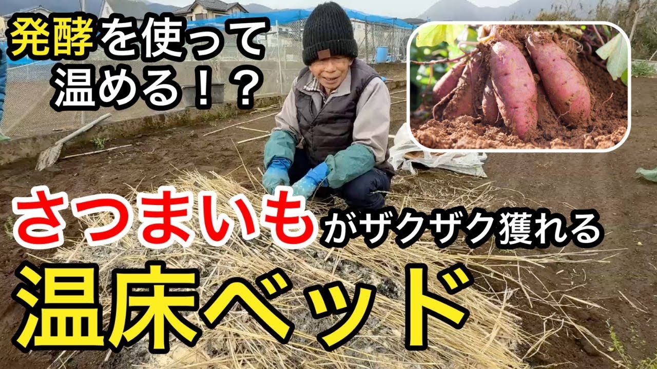 【自然農法45年の知恵】簡単にさつまいもを育てる発酵温床の作り方