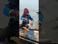 Massive Fish Attack Instantly After Throwing Corn Bait on hook into the River! #fishing #bait #corn