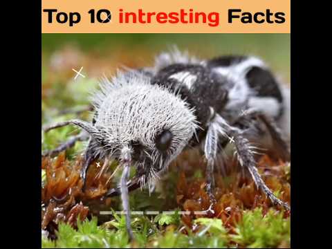 top 10 amazing facts in hindi || intresting facts || random facts #facts #shorts #randomfacts