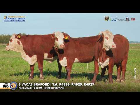 Lote 95 Vacas Braford | 27º REMATE ANUAL SANTA TEREZA 29/09/26 Parceria Leilões - El Campo Produções