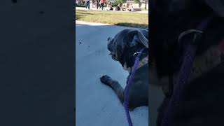 Ziva - Adoptable at Priceless Pets Rescue