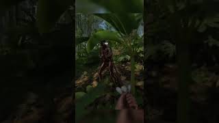 Enfrentando uma tribo inteira de nativos no Green Hell #gameplay #greenhell #survival