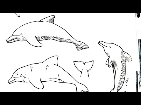 How To Draw A Pen Drawing Of A Dolphin In 6 Minutes Youtube