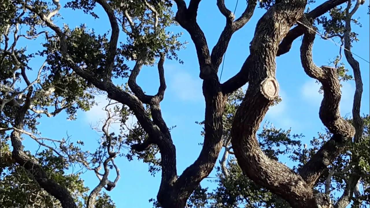 Goose Island Texas Oak (The Big Tree) 1,000+ years old (2nd biggest