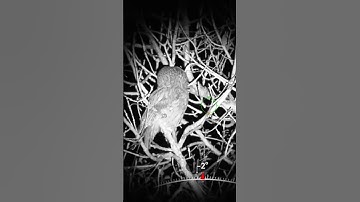 Tawny owl seen through the Hikmicro Alpex 4k LRF #hikmicro #nightvision