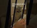 Bad kitty!