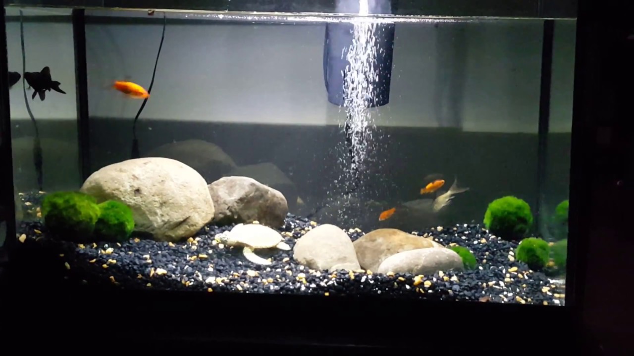 gold fish and marimo moss balls day 1st YouTube