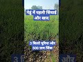 गेहूं की पहली सिंचाई और खाद स्प्रे 🌱