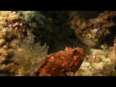 Rabac Night Dive - Girandella