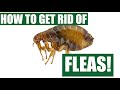 How To Get Rid Of Fleas Guaranteed (4 Easy Steps)