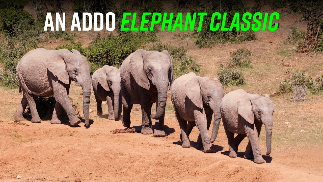 Our Addo Self-Drive Adventure