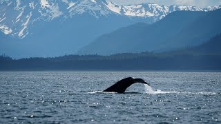 Whale Watching & Mendenhall Glacier Tour - Juneau, Alaska