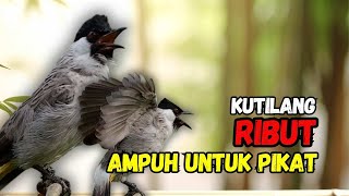 Download Lagu Suara Burung Kutilang Gacor Ribut Ampuh Untuk Pancingan Pikat MP3