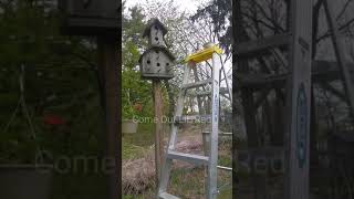 VIRAL DAY 1:  Journey to Teet Training a Wild Squirrel
