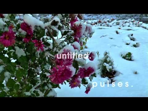 pulses. — pulses. - untitled.