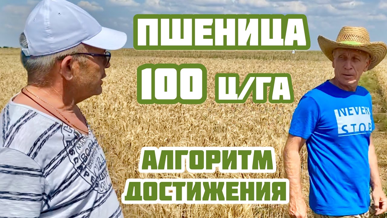 Как достичь 100 ц/га пшеницы?