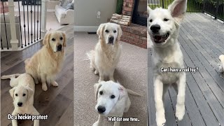 Dog Shares His Wisdom With Little Brother