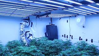 Taking Clones, lollipopping, Starting flower. 4 Gavita 1700e LEDS :)