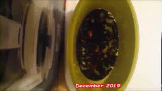 Mealworm Beetle Timelapses 2020 Part #51,502 353