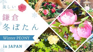 Peony】鎌倉・花さんぽ🕊️神苑ぼたん庭園で牡丹に癒される🌼Beautiful