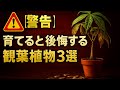【緊急警告】この3つの植物を置いた瞬間、年収が半分になります…育てると金運爆下がりする観葉植物※今すぐ確認