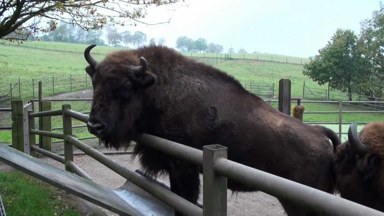 Wildpark Lüneburger Heide 2011 Teil 1/2