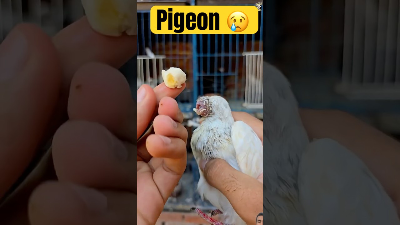 Pigeon eye infection #pigeon #bird #shorts #rescue