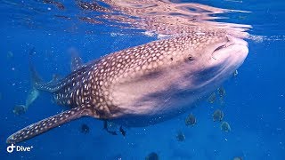 4K WHALE SHARKS. Philippines Cebu Island.Oslob.  / Китовые Акулы.Филиппины. остров Себу.UHD 4K