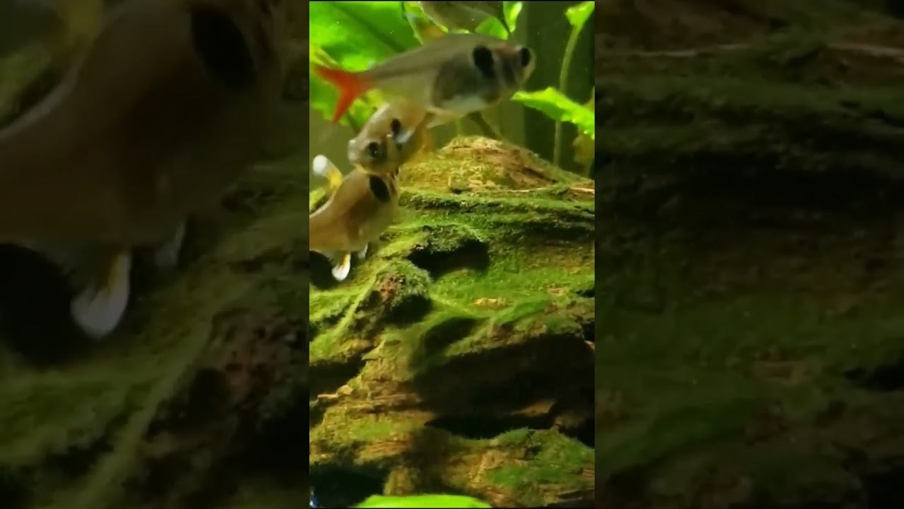 Yellow Phantom Tetra (Hyphessobrycon Roseus)