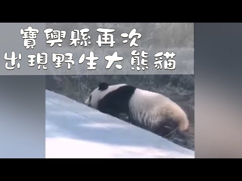 寶興縣再次出現野生大熊貓 | iPanda熊貓頻道