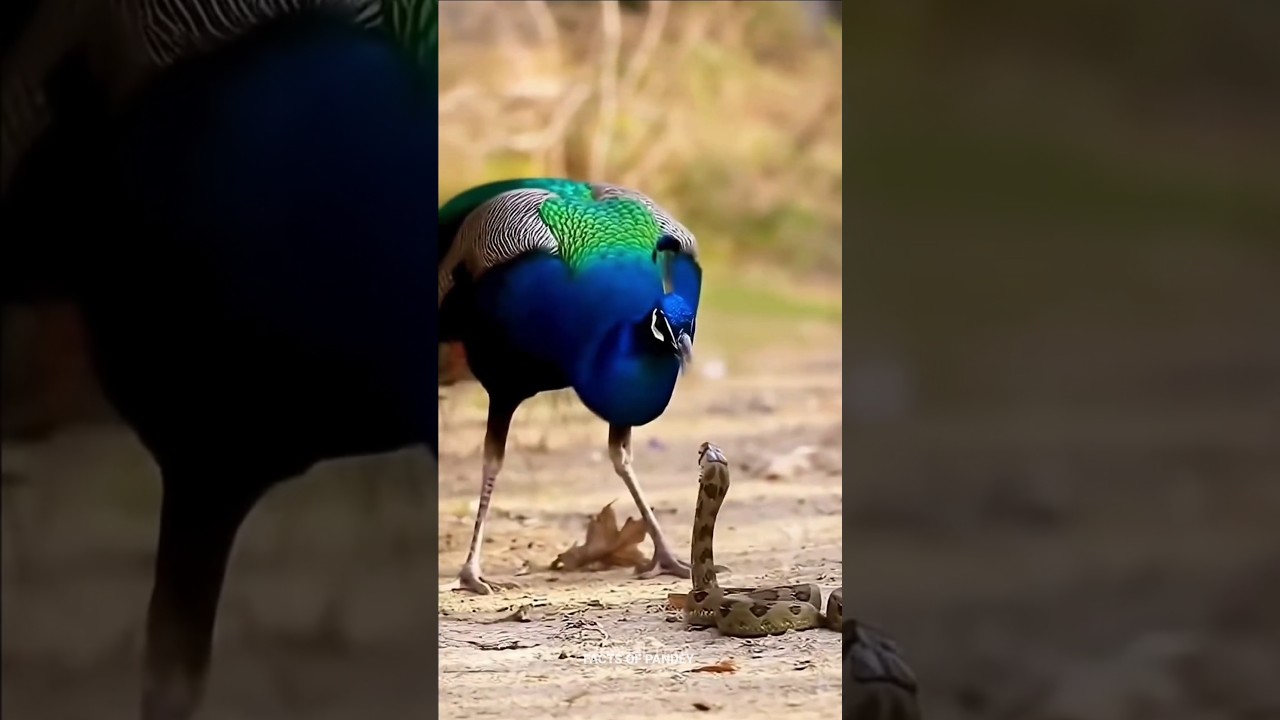 King Cobra Ka Sabse Bada Dushman 🐍🦚 | Amazing Animal Facts 