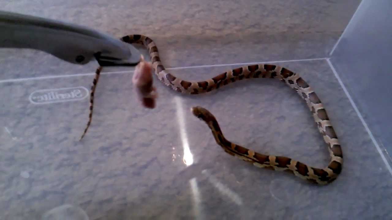 corn snakes breeding Corn Snake hits thawed pinkie hard/constricts