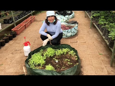 Video: Apa Yang Perlu Anda Ketahui Semasa Membeli Benih Sayur-sayuran, Bunga Dan Semasa Menyediakannya Untuk Disemai