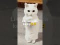 di tap tap