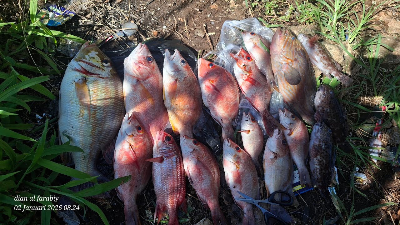 Anti Boncos ! Mancing di Spot Watu Bolong Gunungkidul Hasilnya Lumayan#rockfishing