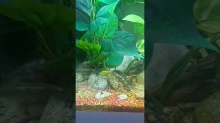 la Rasbora glofish #glofish #rasbora #cute #fish #pesci #acquario