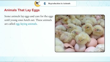 Knowledge Tree Books Science Class 4 Chapter 6