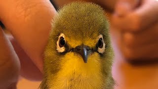 Bird massage using q tip